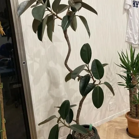 1番大きく伸びました!