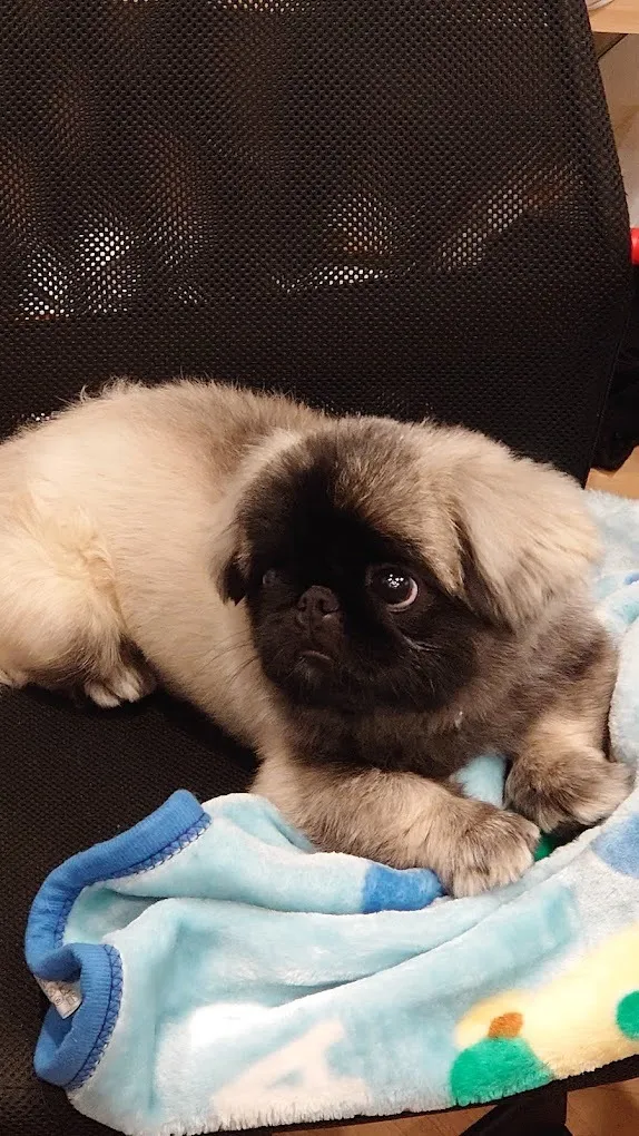 看板犬のご紹介